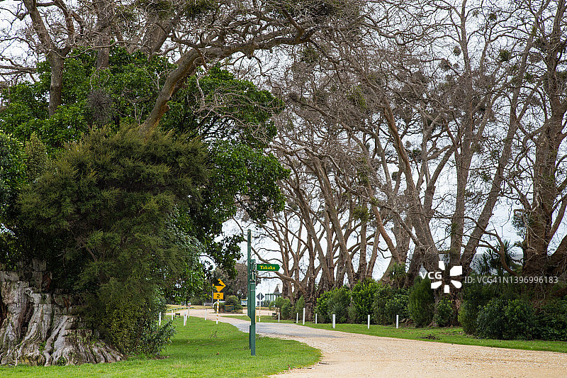 亚伯塔斯曼国家公园托塔拉努伊伦敦悬铃木林荫道下的街道标志图片素材