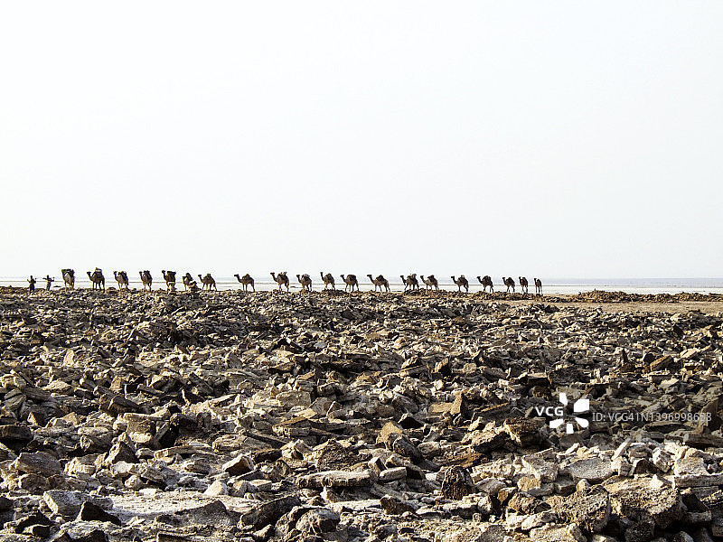 卡鲁姆湖的骆驼队图片素材