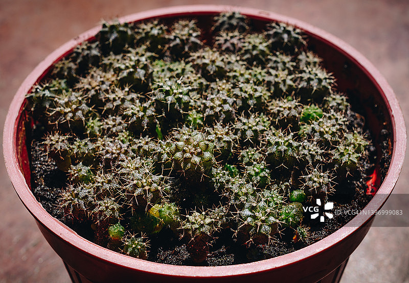 盆栽中的小型裸萼球仙人掌特写图片素材