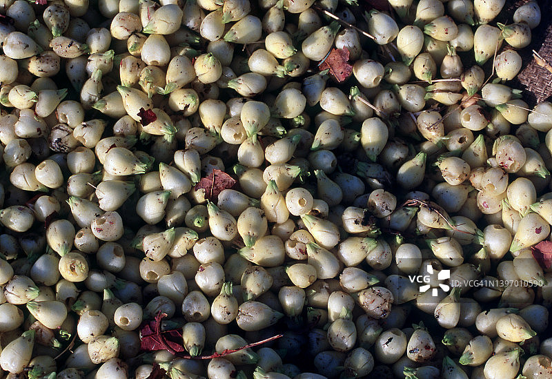 “马华”花（印度）图片素材