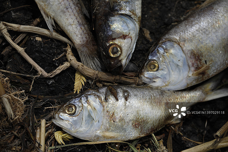 地面上的死鱼图片素材