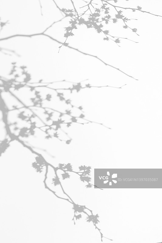 白色墙壁上细树枝与花朵的阴影图片素材