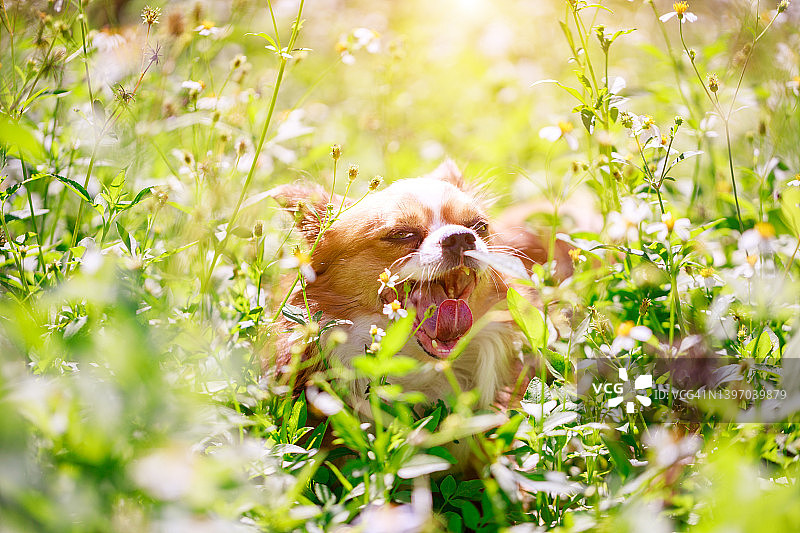 早上在草地和鲜花中玩耍的快乐小狗。吉娃娃狗。春天气氛。图片素材