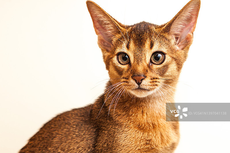 阿比西尼亚猫图片素材