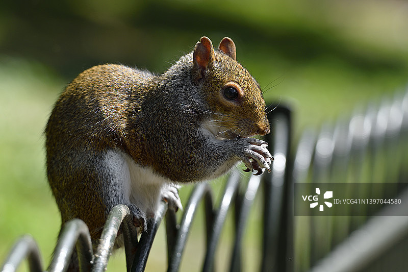 美洲灰松鼠图片素材