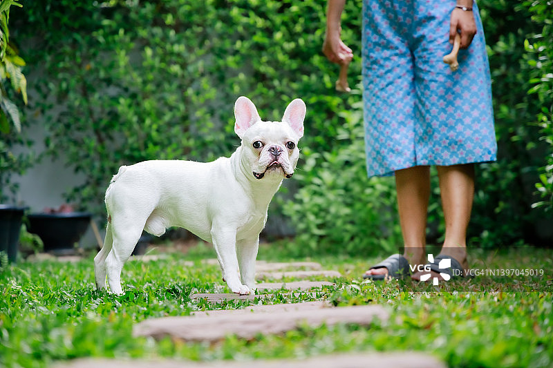 一只快乐的狗在早晨的花园里玩耍和散步。法国斗牛犬。图片素材