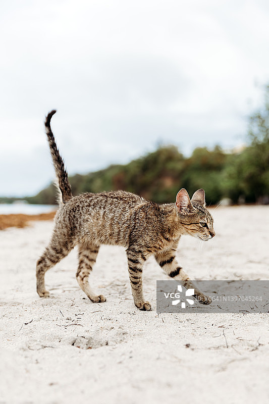 加勒比马提尼克海滩沙滩上可爱的棕色条纹流浪猫图片素材
