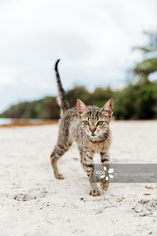 加勒比马提尼克海滩沙滩上可爱的棕色条纹流浪猫图片素材