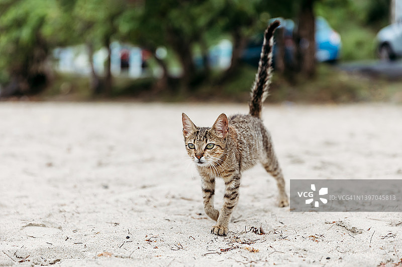 加勒比马提尼克海滩沙滩上可爱的棕色条纹流浪猫图片素材
