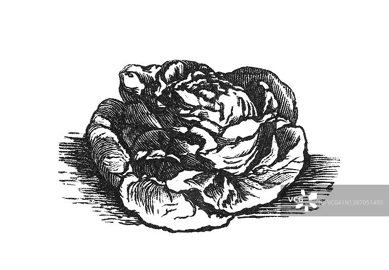 蔬菜植物 - 莴苣古老雕刻插图图片素材