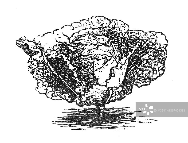 皱叶甘蓝蔬菜植物古老雕刻插图图片素材