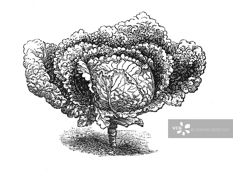 皱叶甘蓝蔬菜植物古老雕刻插图图片素材