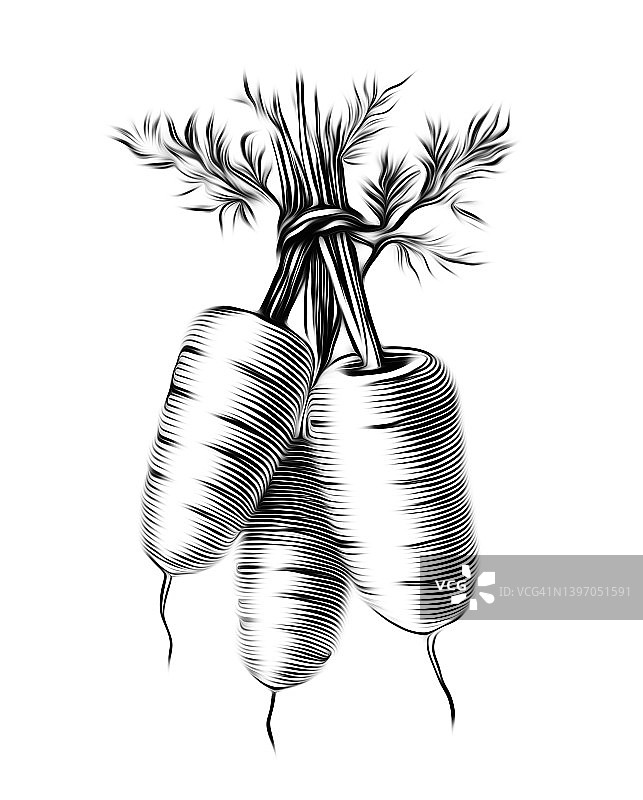 荷兰胡萝卜蔬菜植物老式雕刻插图图片素材