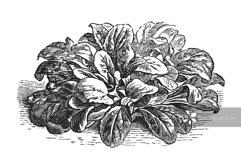 蔬菜植物老式雕刻插图：Rapunzel莴苣或田园沙拉（Valerianella locusta）图片素材