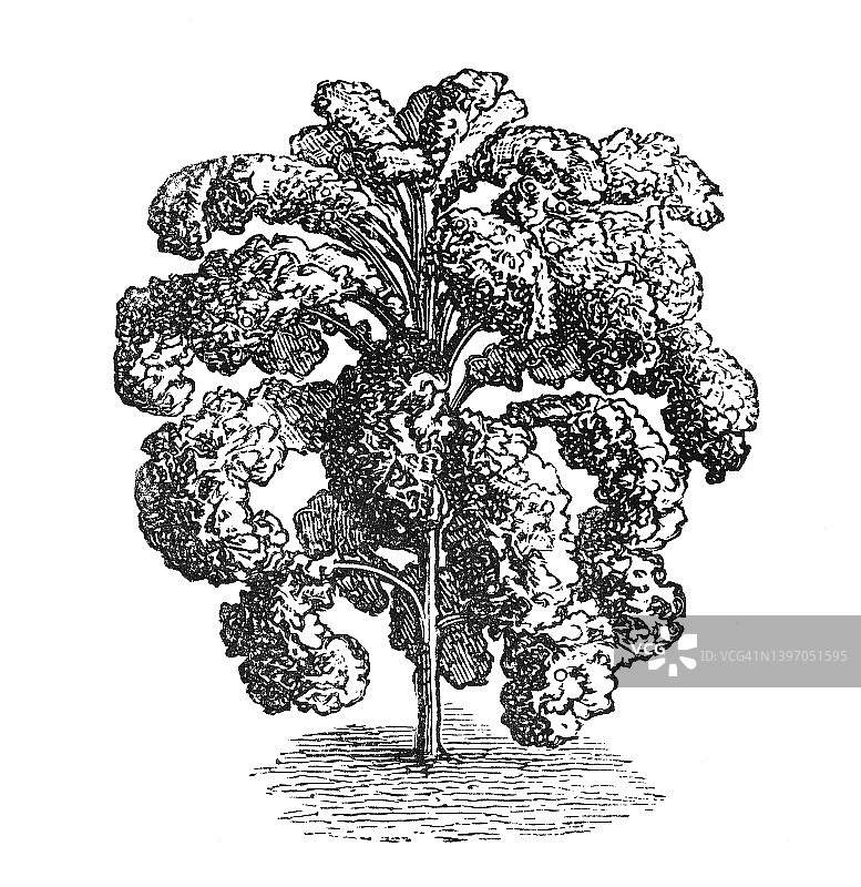 野生甘蓝蔬菜植物古老雕刻插图图片素材