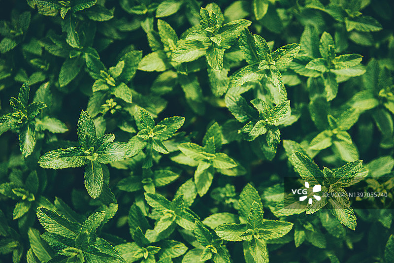 绿色薄荷叶图片素材