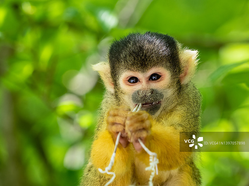 可爱的小松鼠猴啃咬着一小段绳子图片素材