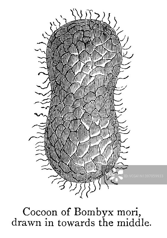 昆虫学：家蚕茧古老版画插图图片素材
