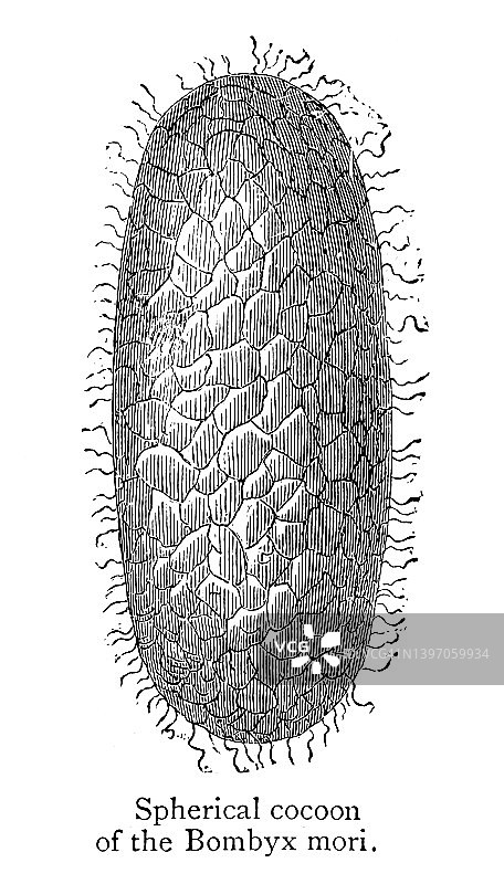 昆虫学：家蚕（Bombyx mori）的球形茧古版画图片素材