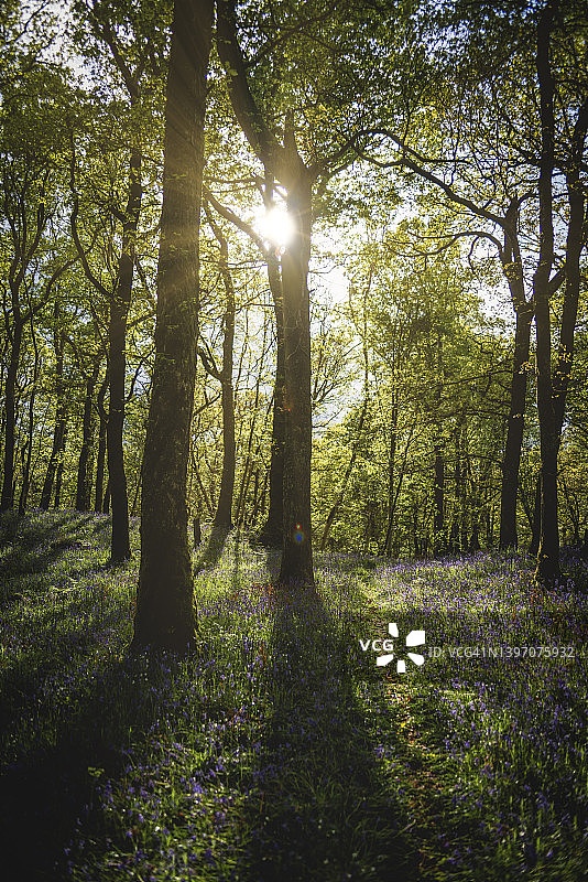 傍晚时分盛开风铃草的林地图片素材