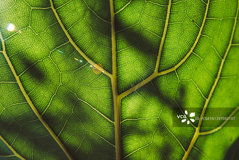 叶子的纹理图片素材
