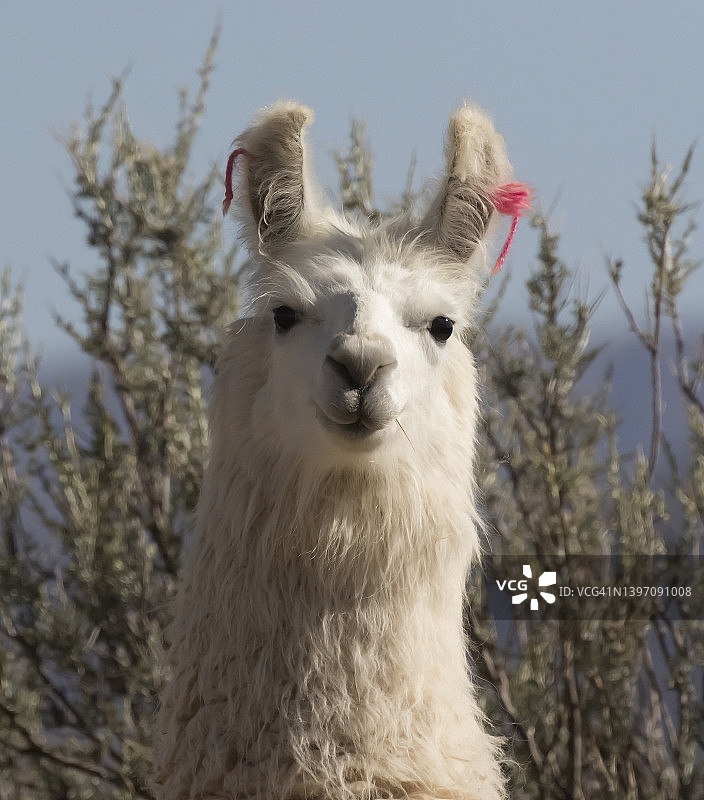 美洲驼肖像图片素材