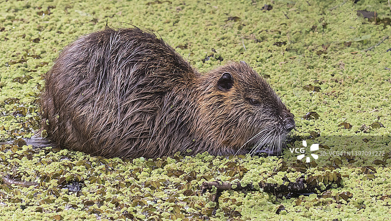 海狸鼠图片素材