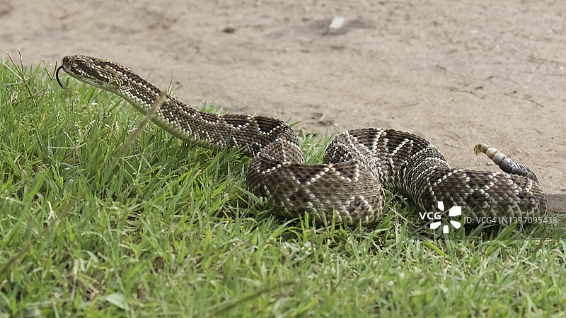 响尾蛇图片素材