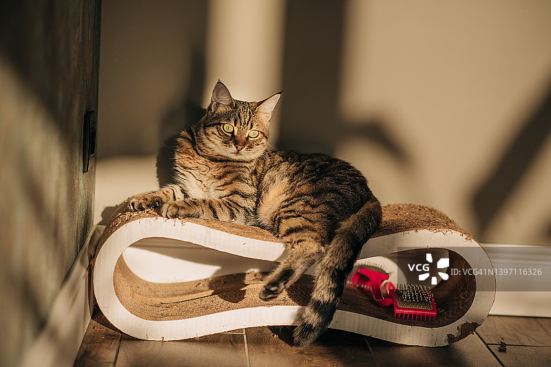 可爱的猫咪在猫抓板上磨爪子图片素材
