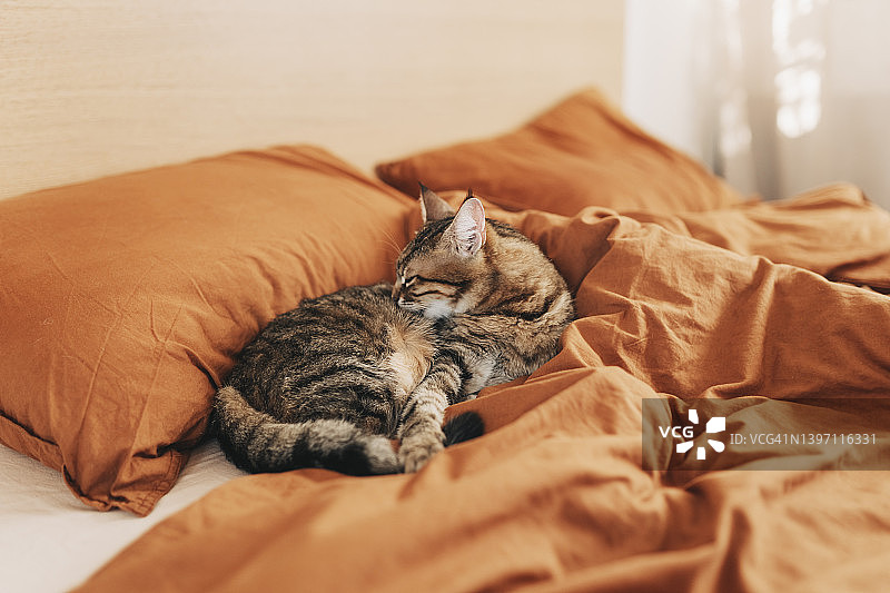 姜黄色猫咪躺在床上，舒适地准备睡觉或玩耍，温馨的背景，在家享受早晨的睡眠时光图片素材