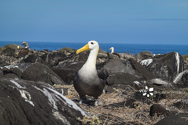 西班牙岛上的加拉帕戈斯信天翁图片素材