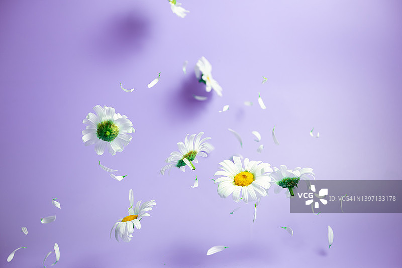 下落的洋甘菊图片素材