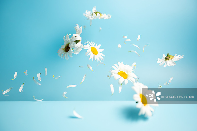 飞舞的洋甘菊和花瓣图片素材