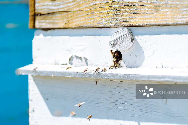 蜜蜂飞入木制蜂箱特写：农业领域图片素材