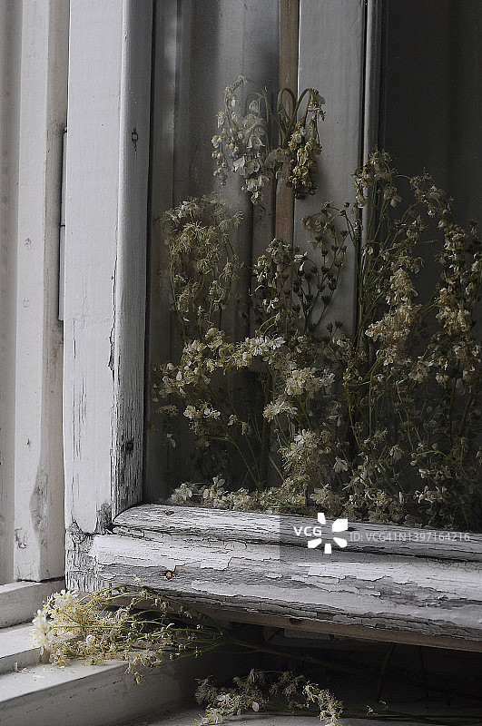 旧窗玻璃后的干花图片素材