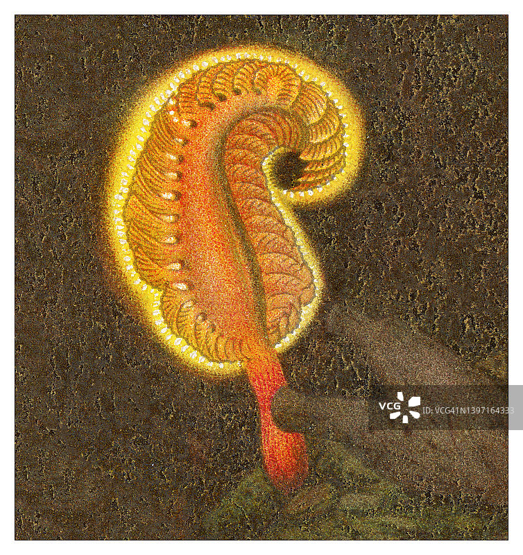 发光动物古老彩色石印插图 - 海笔图片素材