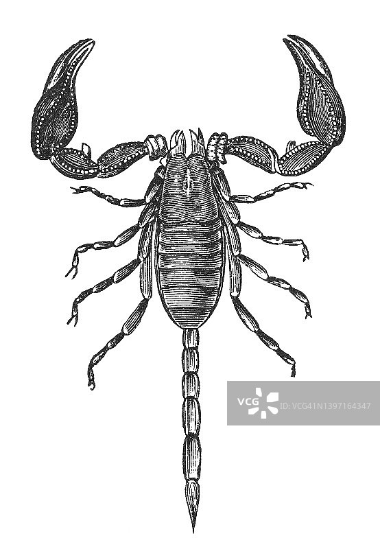蝎子古老雕刻插图 (Euscorpius carpathicus)图片素材