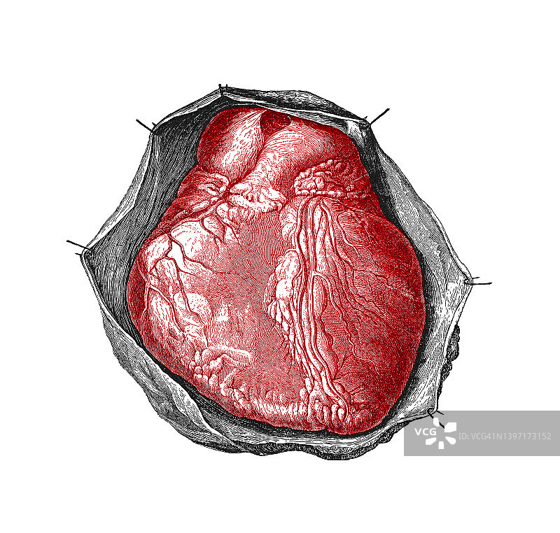 老式雕刻插图：人体心脏解剖图片素材