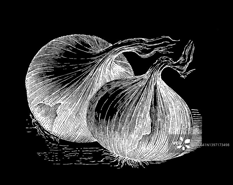 蔬菜植物老式雕刻插图-洋葱图片素材