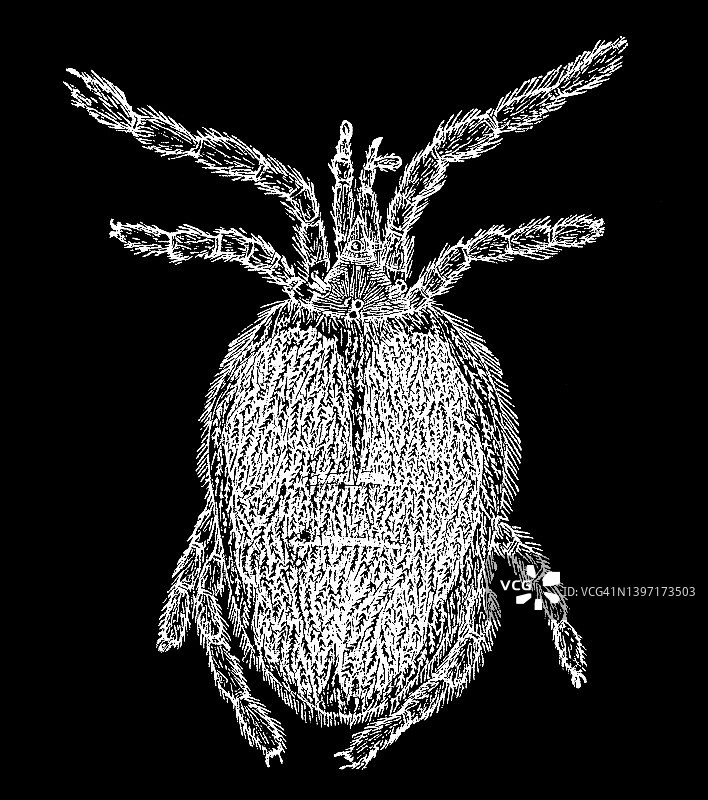 红 velvet 螨虫古董雕刻插图图片素材