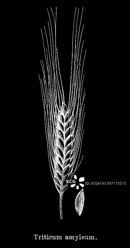 小麦淀粉（Tritici amylum）古版画图片素材