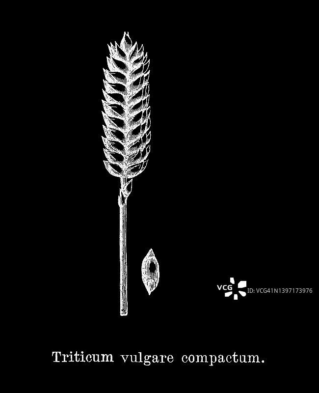 小麦古董雕刻插图图片素材