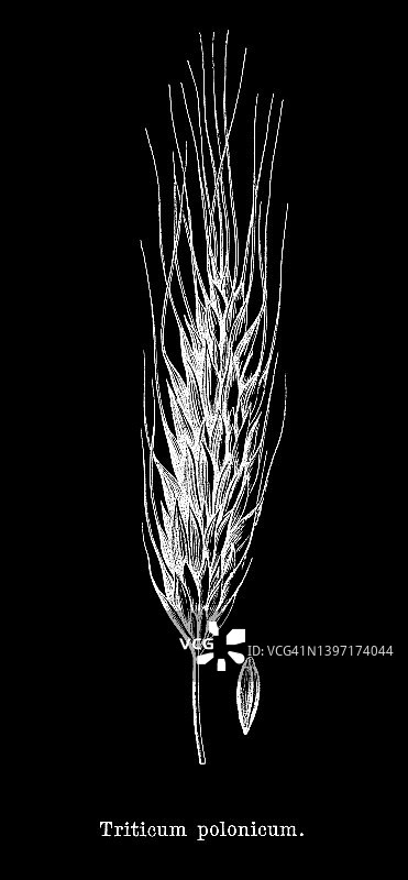 波兰小麦古董雕刻插图图片素材