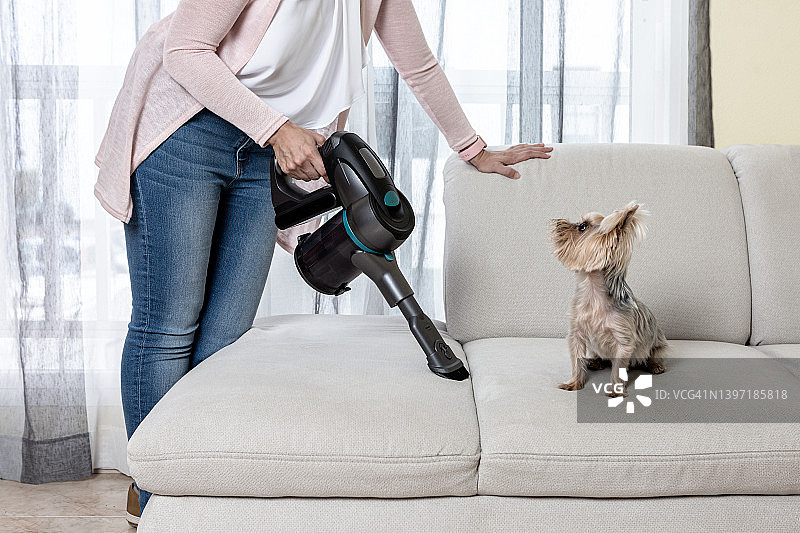 用吸尘器清洁沙发和狗的女人图片素材