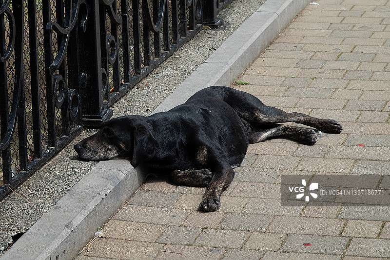 孤独的黑色流浪狗躺在路边图片素材