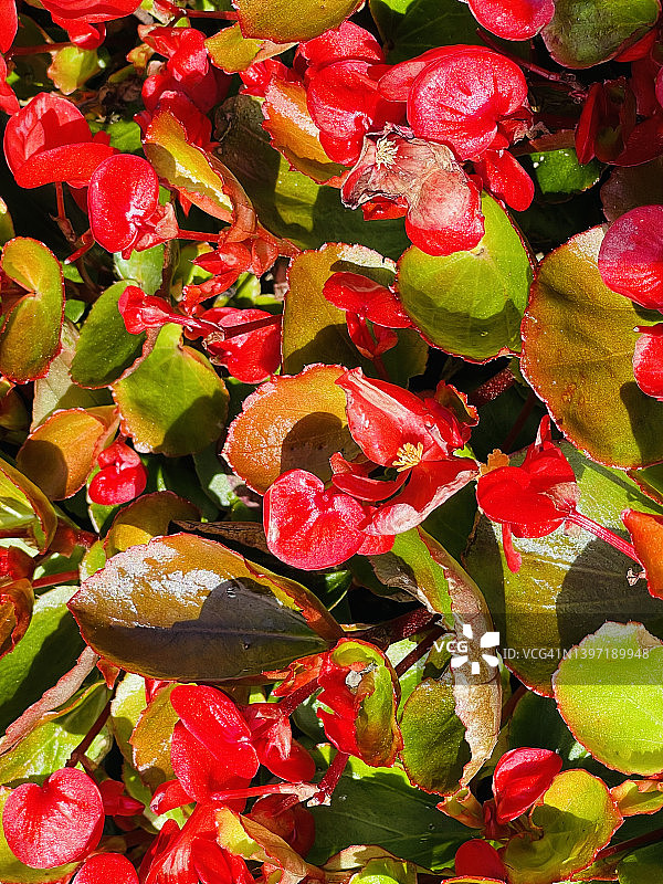 特写盛开的球根海棠花图片素材