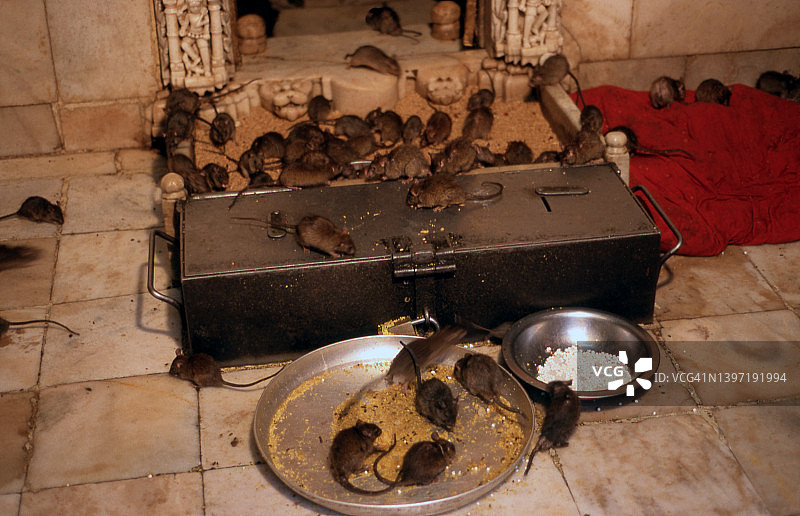 卡尔尼·玛塔神庙里的老鼠（印度）图片素材