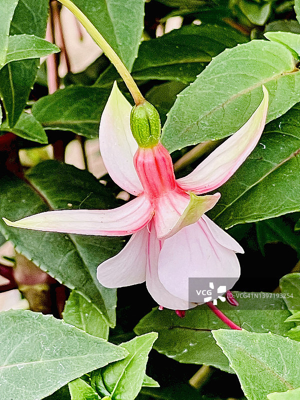 盛开的灯笼海棠花灌木（倒挂金钟）图片素材