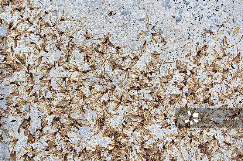 地上死了许多蛾子图片素材