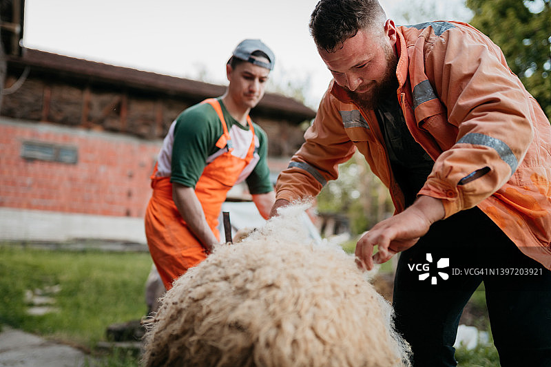 羊毛切割图片素材